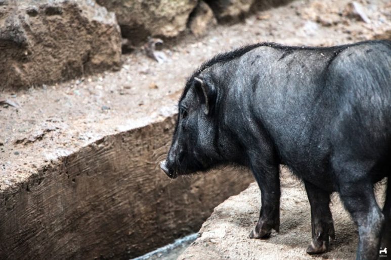 Black pigs in Kalinga