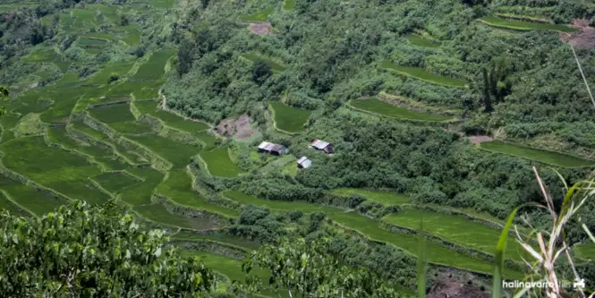 View of rice terraces in Buscalan Village, Kalinga