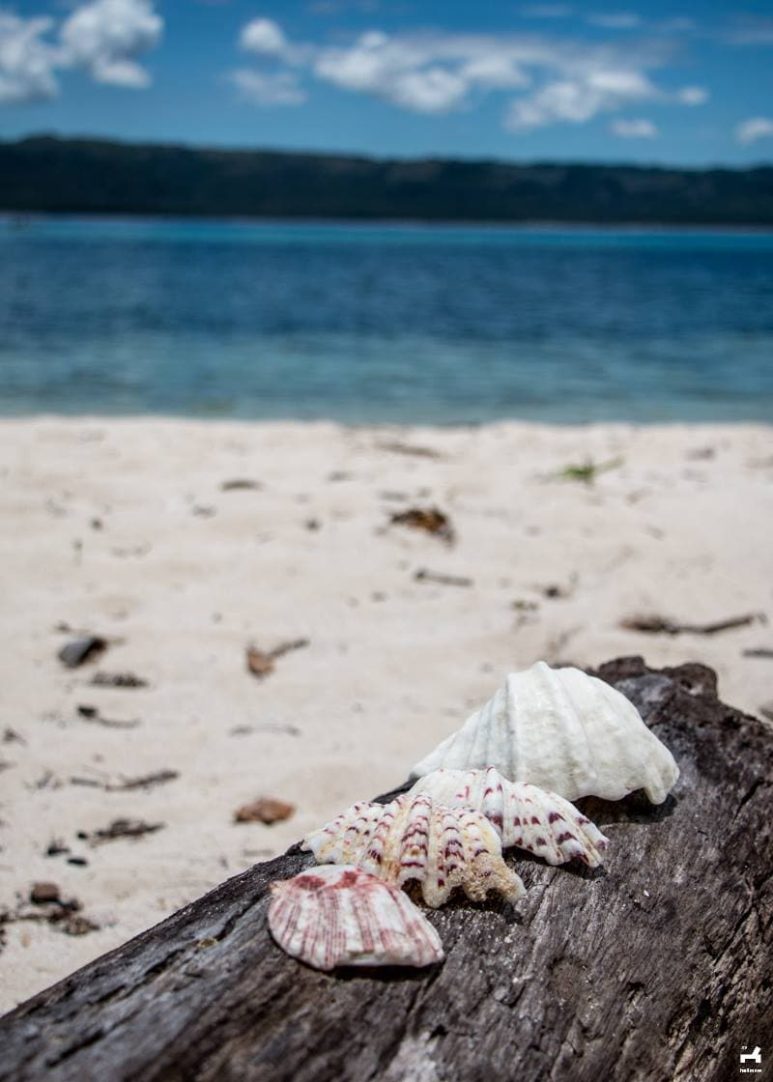 Alibijaban beach shells
