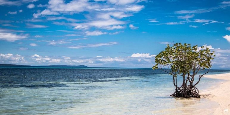 Mangrove in Alibijaban, Quezon