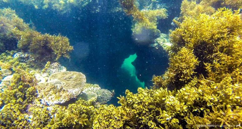 Snorkeling in Jomalig
