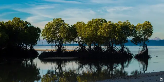 Allibijaban Island mangrove