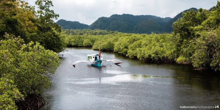 Mangrove forest in Del Carmen, Siargao