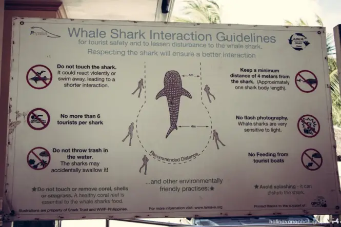 Guidelines on whale shark watching in Oslob