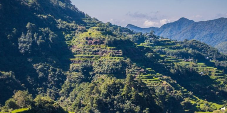 Tinglayan rice terraces