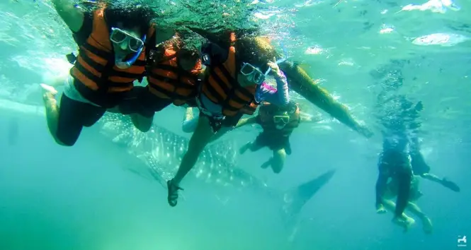 Swimming with whalesharks in Oslob, Cebu
