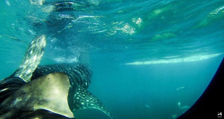 Whaleshark in Oslob, Cebu