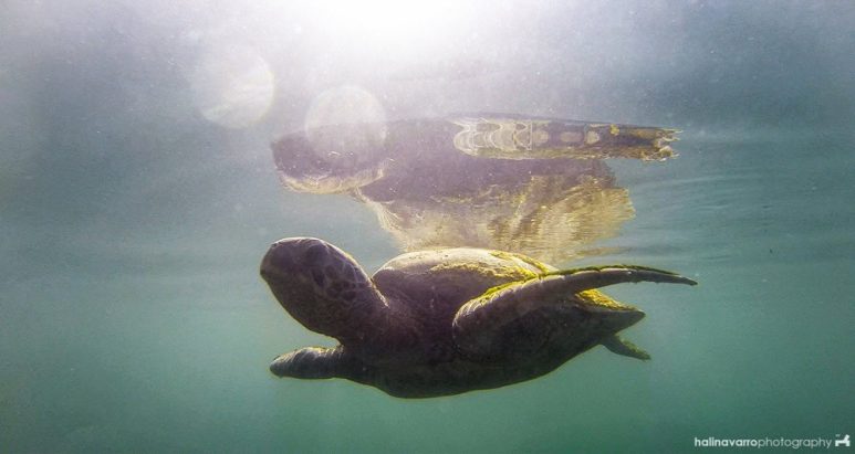 Pawikan or tutal in SEAFDEC