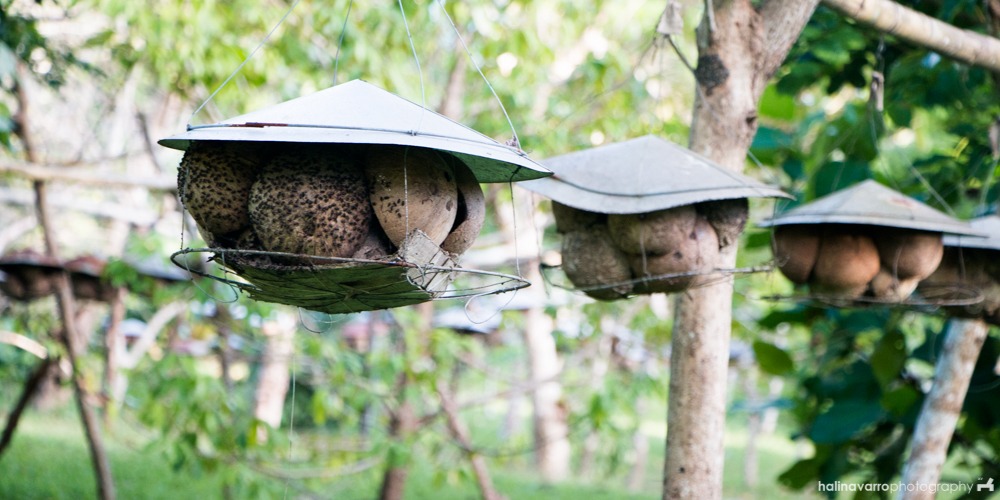 Bee houses in Balay Bahay sa Uma Bee Farm