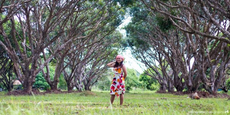 Mango plantation in Guimaras - can be visited on a day tour in Guimaras