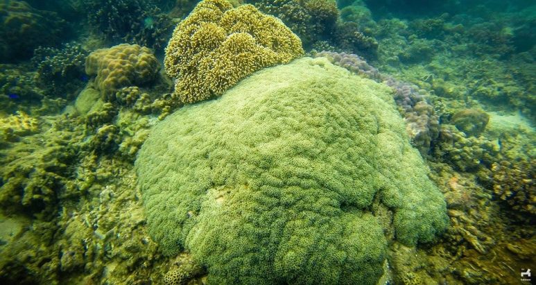 Snorkeling in Ave Maria Island, Guimaras