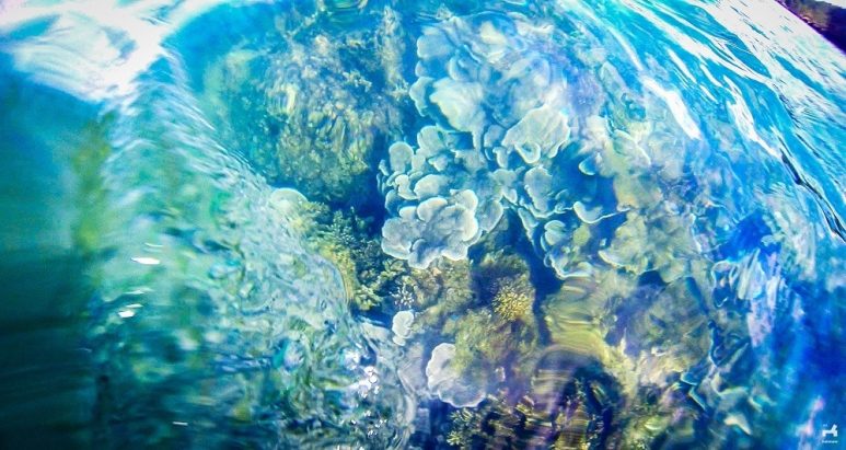 Snorkeling in Ave Maria Island, Guimaras