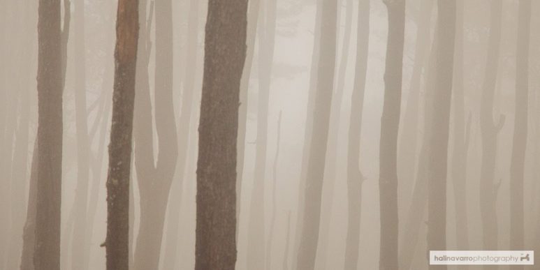 Trees in Kiltepan
