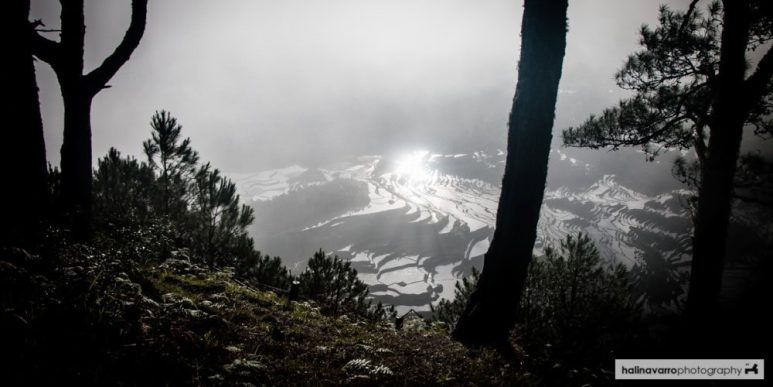 Maligcong rice terraces