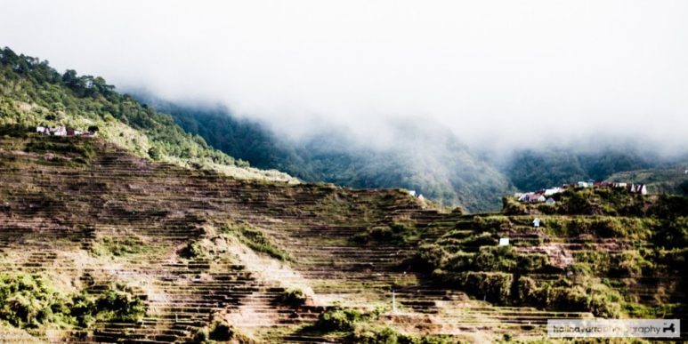 Rice terraces view from Suzette's homestay