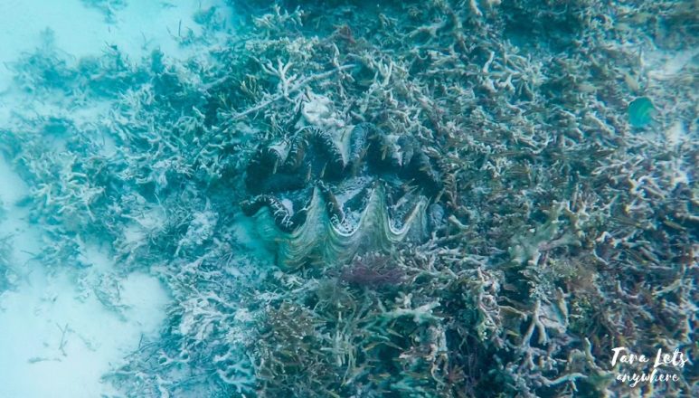 Giant clam in Onuk Island