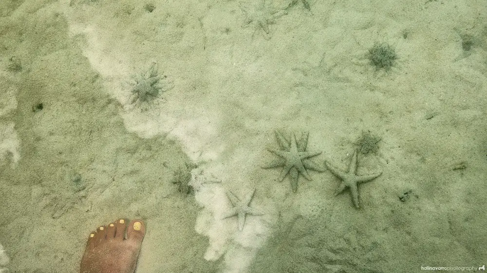 Starfishes in Punta Sebaring, Bugsuk Island