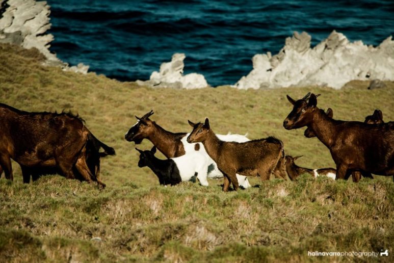 Goats in Nagudungan Hill