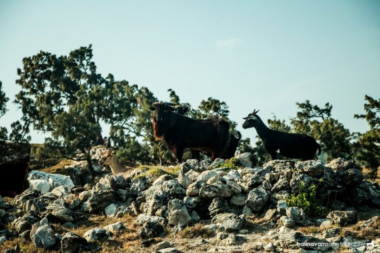 Goats in Nagudungan Hill, Calayan Island