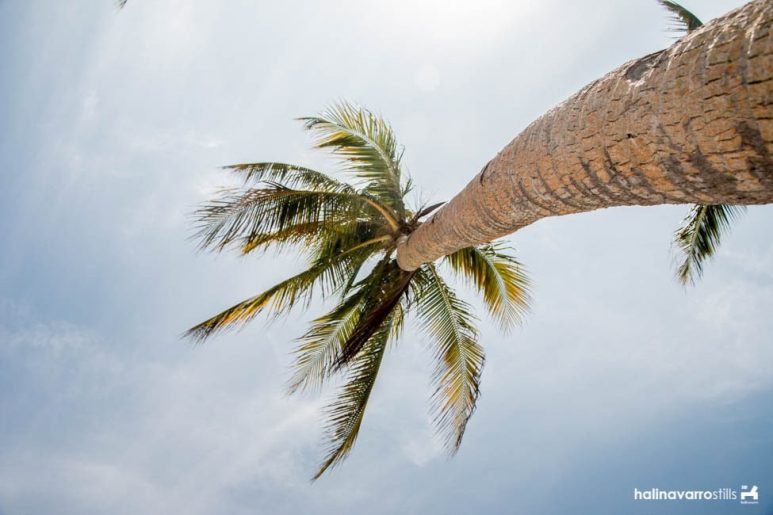 Coconut tree in Carabao Island