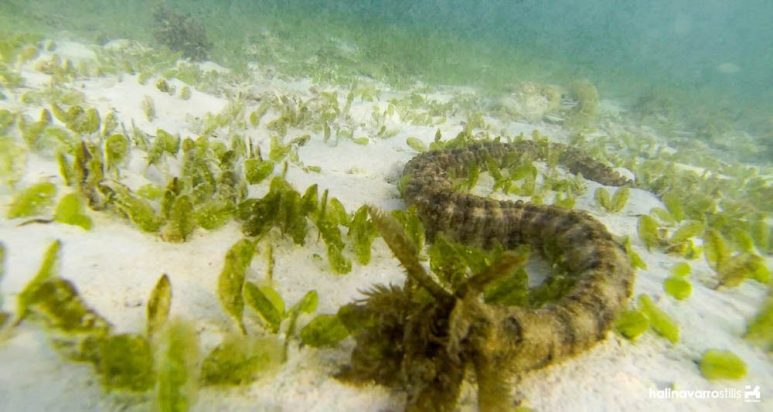 Sea anomone in Carabao Island