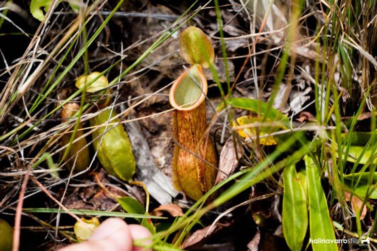 Pitcher plants in Malalison Island