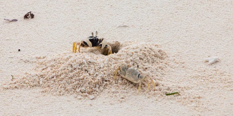 Crabs in Seco Island