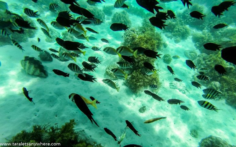 Snorkeling in Malcapuya Island, Coron
