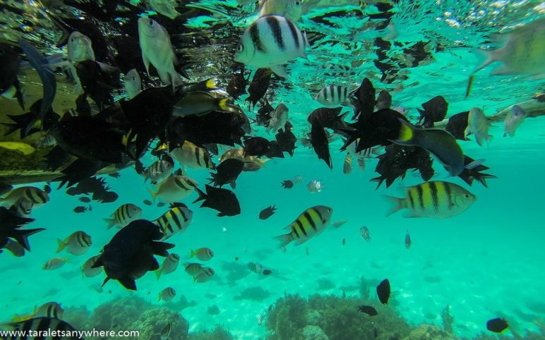 Snorkeling in Malcapuya Island, Coron