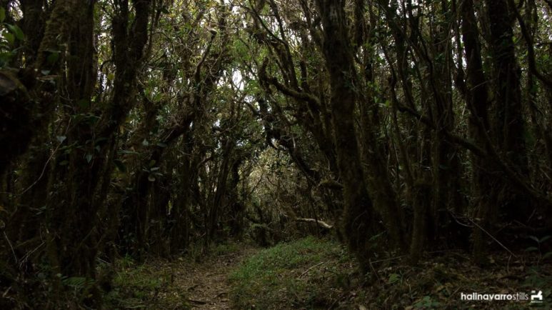 Mossy forest in Mount Pulag