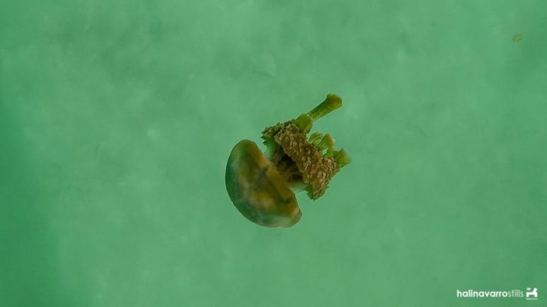 Stingless jellyfish in Sohoton Cove