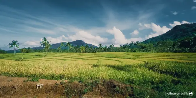 Iyusan rice terraces in Biliran