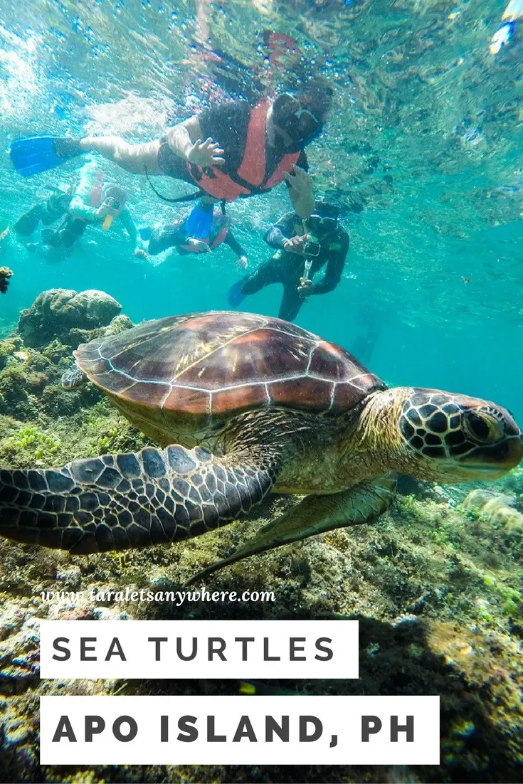 Swimming with turtles in Apo Island, Philippines | dive spots in the Philippines | ethical animal tourism