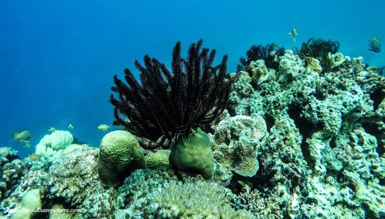 Coral garden in Apo Island, Negros Oriental