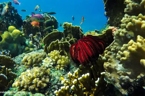 Coral garden in Apo Island, Negros Oriental