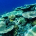 Coral garden in Apo Island, Negros Oriental | One of the best ecotourism destinations in the Philippines