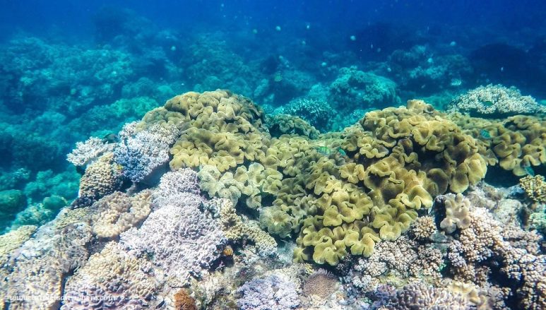 Coral garden in Apo Island, Negros Oriental