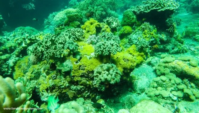 Coral garden in Apo Island, Negros Oriental