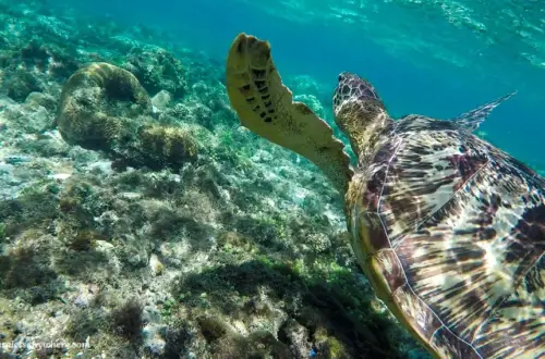 Swimming with turtles in Apo Island, Philippines