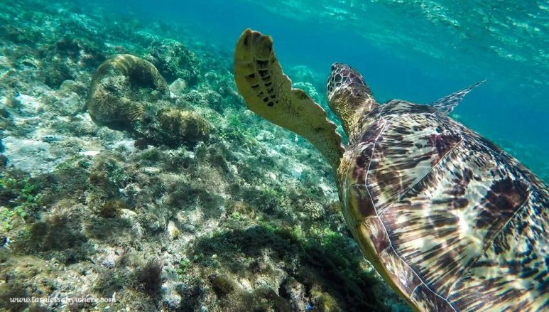 Swimming with turtles in Apo Island, Philippines