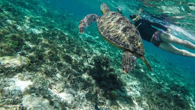 Sea turtle in Apo Island
