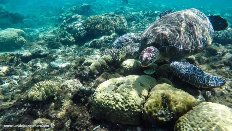 Sea turtle in Apo Island