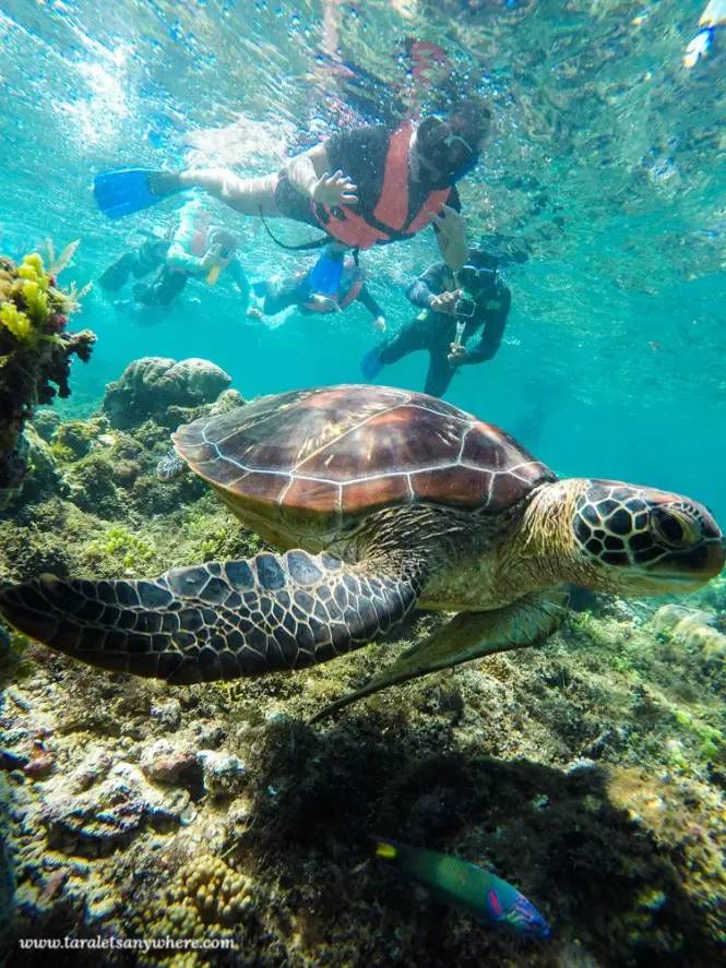 Swimming with turtles in Apo Island, Philippines