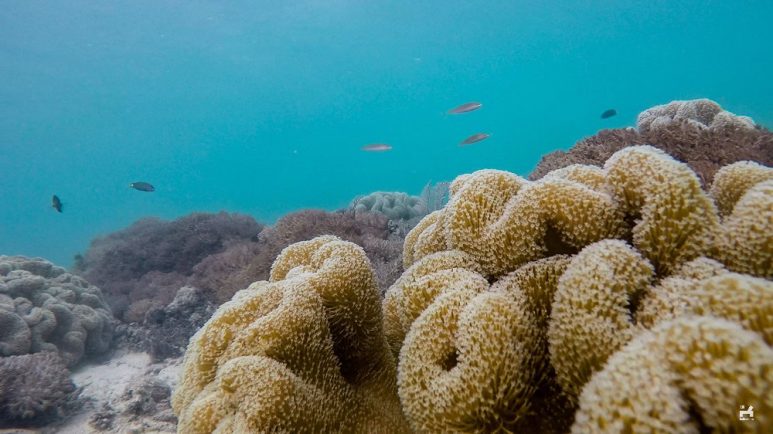 Snorkeling in Aslom Island, Bulalacao