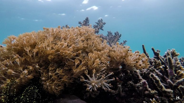 Snorkeling in Aslom Island, Bulalacao