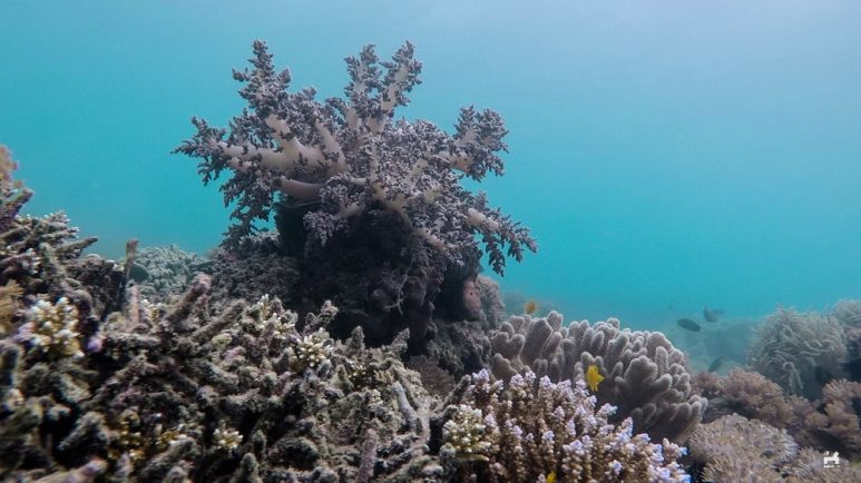 Snorkeling in Aslom Island, Bulalacao