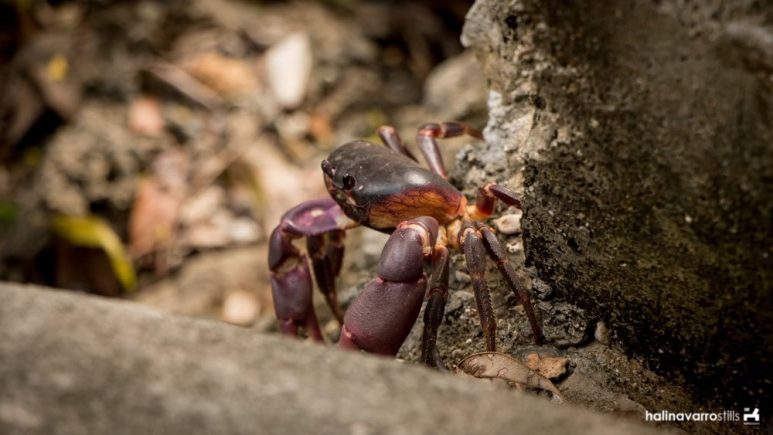 Crab in Target Island, Bulalacao