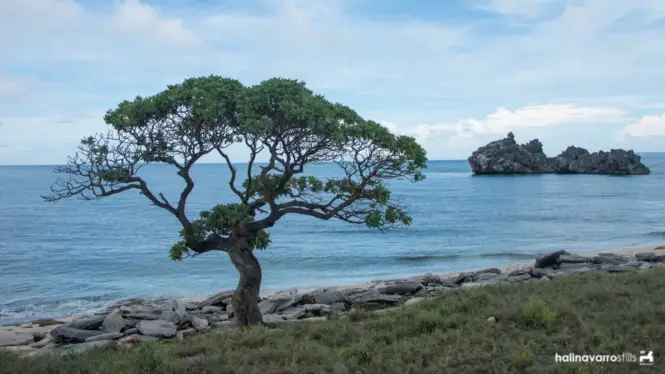 Tree in Target Island, Bulalacao