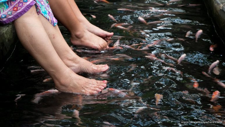 Luljetta's fish spa