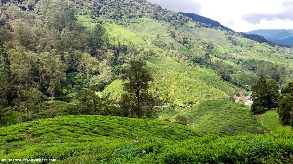 Boh tea plantation, Cameron Highlands